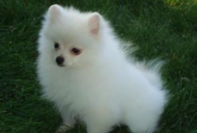 Sweet Pomeranian puppy for xmass