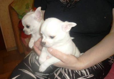 White cute English bull dog puppies for a caring home
