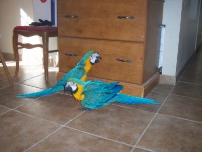Hyacinth Macaws,Blue and Gold Macaws Available For Sale