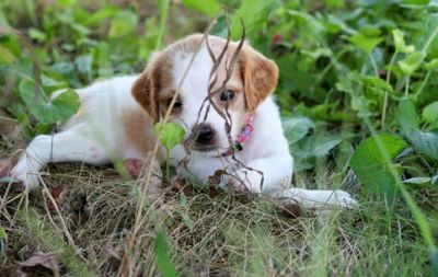 Brittany male. puppies