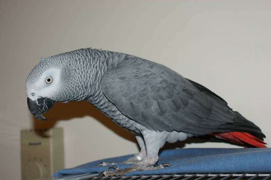 Two African grey parrots available for sale 