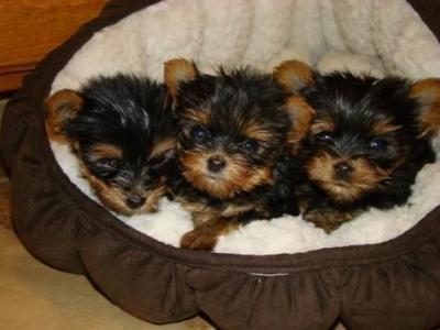 Yorkie doll puppies for free adoption in USA and World Wide...  Hello everyone i now  have available