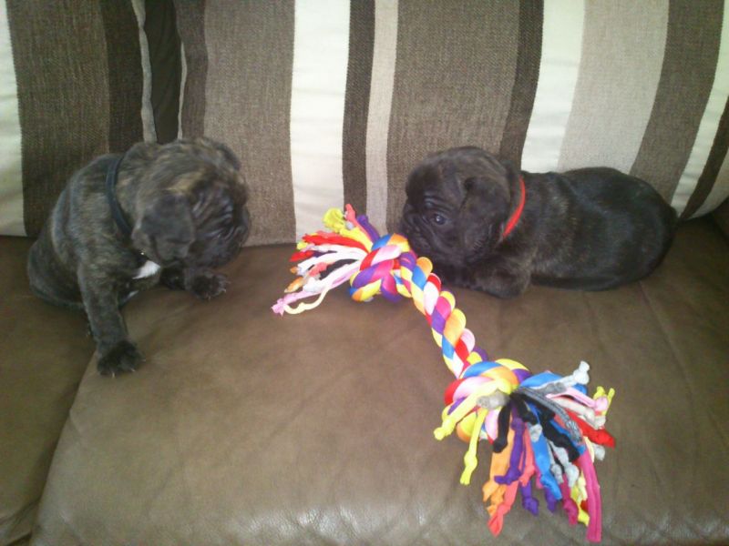 Cute French Bulldog Puppies Available For Sale