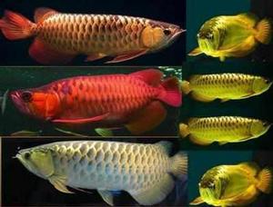 super golden arowana fish for afordable prices