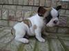 AKC French Bulldog Pup    $1,300
