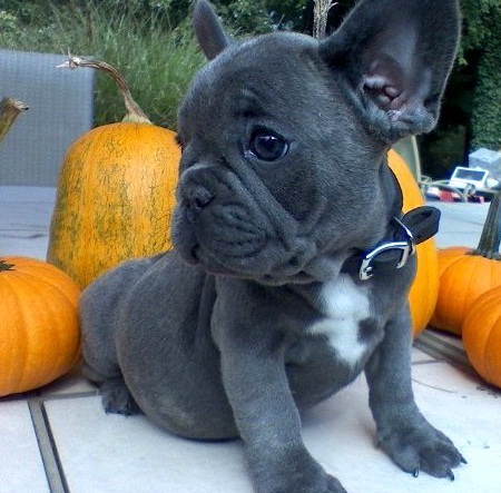 Hello we have 4 lovely French bulldog puppies ready to now to lovely homes, they are pure breed blue