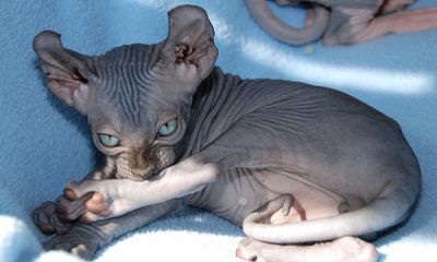 Beautiful & Healthy Sphynx Kittens For Good Homes