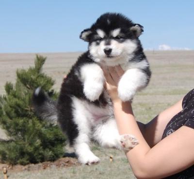 Alaskan Malamute Puppies for Sale