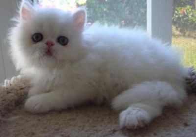 Good male and female Teacup Persian Kitten seeking a new home.