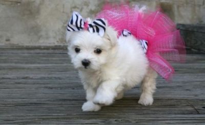 out standing Maltese puppies seeking new homes