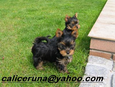 teacup yorkie puppies for free adoption