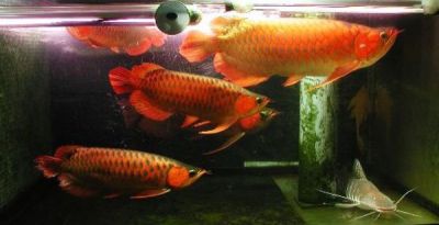 quality arowana fishes of all kinds,e.g:Asian red,Super red,RTG,Chilli red,silvers etc. for sale