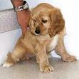 nice looking cocoker spaniel for adoption