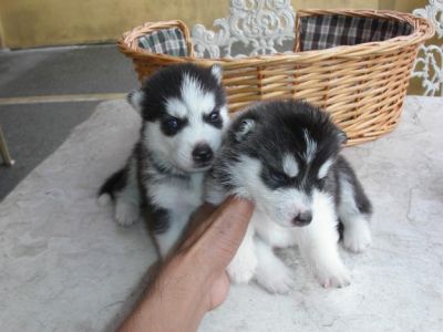 Siberian Husky Puppies(PLEASE CONTACT IMMEDIATELY)