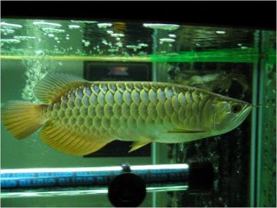 Asian Red, RTG, Super Red, Chili Red, Golden X back, arowana fishes ready now !!!