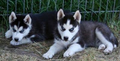 Siberian Husky puppies for free adoption