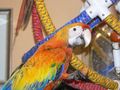 Macaws For Sale	