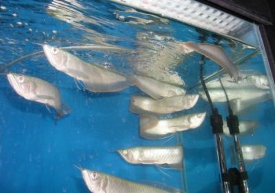 We supply live Super Red, Red Asian Arowana,jardini Arowana,Chili Red,Golden Arowana and others