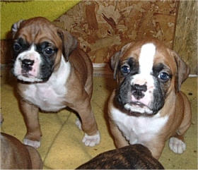Beautiful boxers puppies ready now