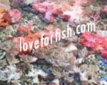 coral reef | marine invertebrates | marine fish