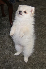 Male and Female Gorgeous Teacup  Pomeranian Puppies Available Now!!!!