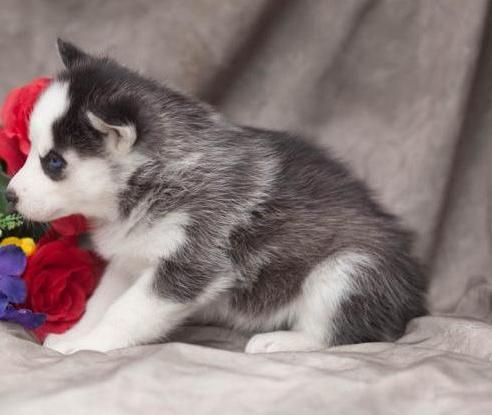 Qualified Siberian Husky Dog