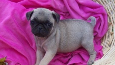 healthy Xmas Pug puppies for kids