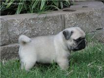 Adorable pug puppies available for rehome