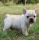cute french bulldog puppies for adoption