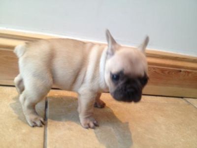 Reduced Reduced Reduced Stunning French Bulldog Puppies , Male, 1-3 months, fawn, Ready N  for sale.
