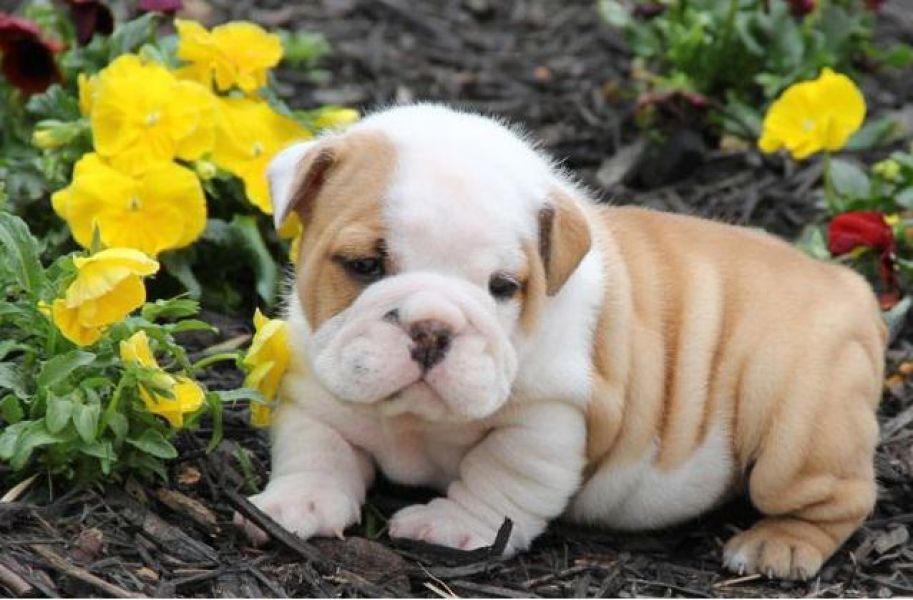 Cute English Bulldog Puppies