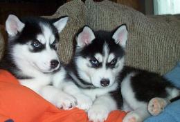blue eyes siberian husky puppies finding rehoming