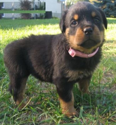 Darling Rottweiler Puppies Coming Soon.