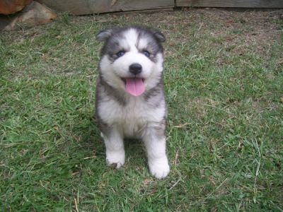 Siberian Husky Puppies