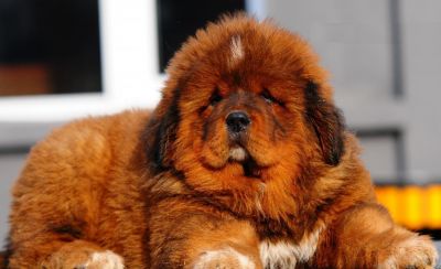 Tibetan Mastiff puppies for sale