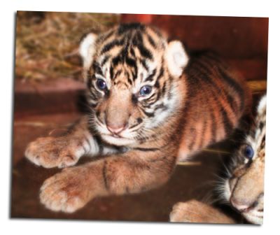 cute tiger cubs for sale
