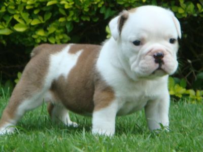  Cute And Adorable English Bulldog Puppies For Free Adoption. 