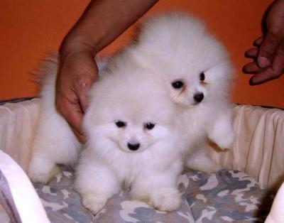 Super Tiny Teacup AKC Toy Pomeranian puppies for Adoption! 