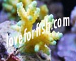 coral reef | marine invertebrates | marine fish