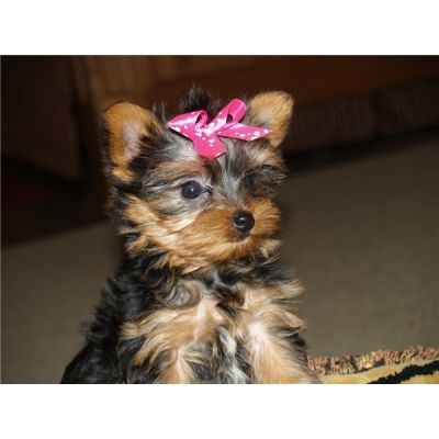    ADORABLE YORKIE BABIES FOR ADOPTION