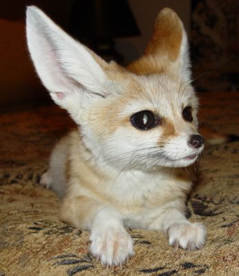 TICA Registered Fennec fox,spotted genet and kinkajou for sale