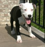  AMERICAN PIT BULL FOR ADOPTION
