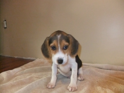 Outstanding Beagle puppies for sale