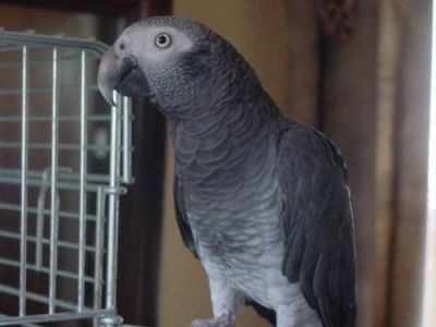 African Grey Timneh $700 obo