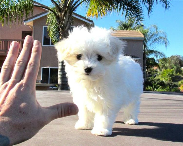 Lovely Maltese pup for sale