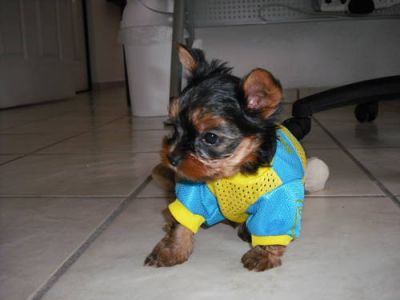 Gorgeous and Lovable Teacup Yorkie puppies for adoption