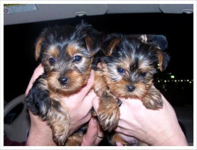 Cute And Adorable Teacup Yorkie Puppies For  Adoption