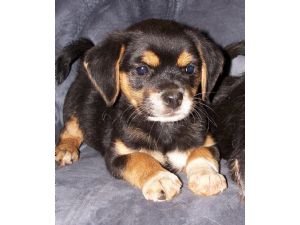 rottweiler puppies avalable for a  new home