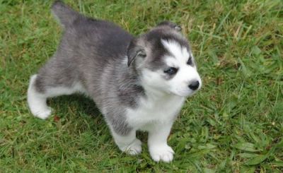 Siberian Husky puppies for re-homing