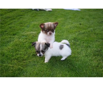 Adorable Male and Female Chihuahua Puppies For Free Adoption